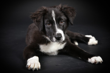 australian shepherd Süßer Hundewelpe im Studio mit schwarzem Hintergrund