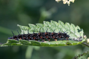 Caterpillar of a butterfly on a green leaf