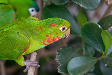 Arara e periquito da america do sul sub tropical
