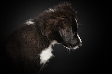 Süßer Hundewelpe im Studio mit schwarzem Hintergrund black on black