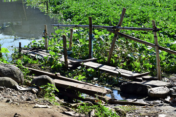 run down wood and bamboo foot bridge that lead passengers to the boat on a polluted river full of water hyacinths