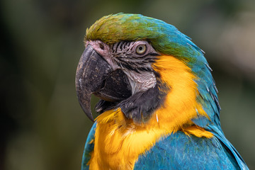 Arara Canindé na floresta