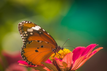 Monarch Butterfly On Daisy Flower In The Garden