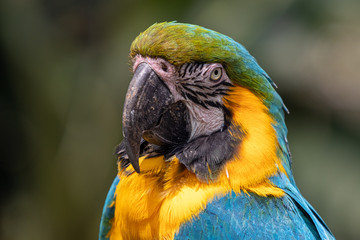 Arara Canindé azul e amarela