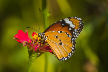 Naklejka na ściany i meble Monarch Butterfly On Daisy Flower In The Garden