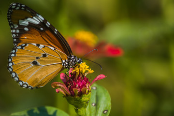 Monarch Butterfly On Daisy Flower In The Garden