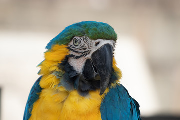 Arara Canindé azul e amarela