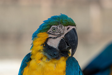 Arara Canindé azul e amarela