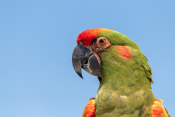 Arara e periquito da america do sul sub tropical