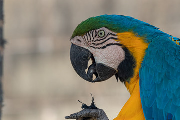Arara Canindé azul e amarela