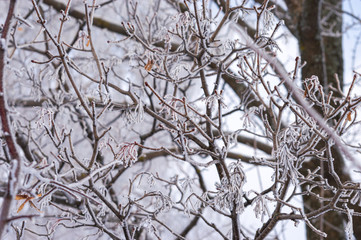 frozen branches covered with snow