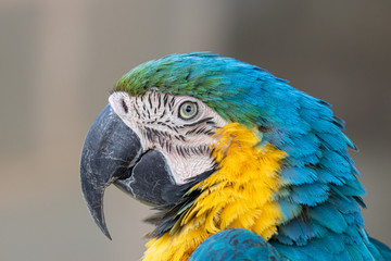 Arara Canindé azul e amarela