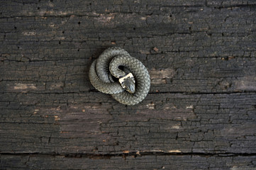 Grass snake (Natrix natrix) curled up on a wooden surface.