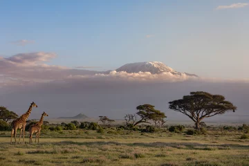 Giraffen vor dem Kilimandscharo im Amboseli-Nationalpark in Kenia, Afrika © Dan