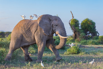 Fototapeta premium Elephant with companion birds at Amboseli National Park in Kenya, Africa