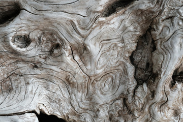 Treibholz, Holzstrukturen, Texturen, entstanden durch Salzwasser, Wind, sonne und Brandung