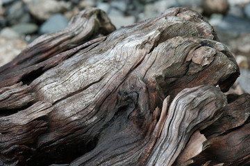 Treibholz, Holzstrukturen, Texturen, entstanden durch Salzwasser, Wind, sonne und Brandung