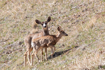 Herd of Mule Deer in the Sun