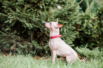 American Hairless Terrier dog for a walk in the park