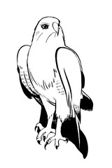 Eagle bird illustration black and white drawing in ink