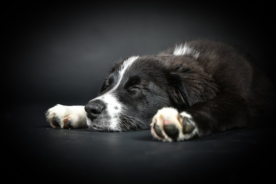schlafender Welpe Hund auf schwarzem Hintergrund