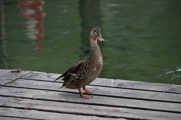 duck on lake