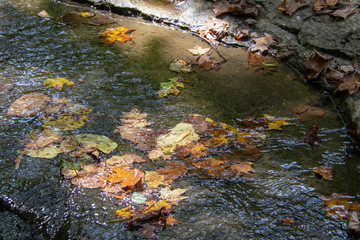 Forest stream