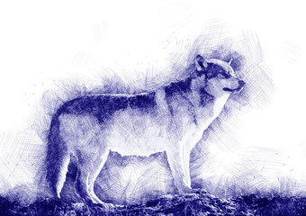 drawing of a dog wolf with a blue pen style - realistic illustration