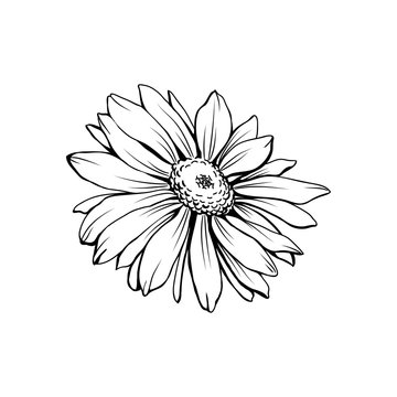 Daisy flower with bud freehand vector illustration. German chamomile, Matricaria chamomilla monochrome outline. Honey plant, wild flower engraving. Homeopathic herb, wildflower with name drawing