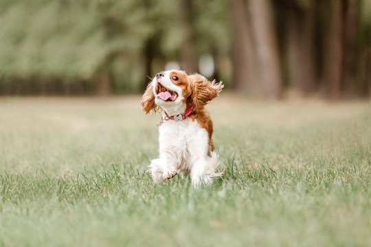 Cavalier King Charles Spaniel dog for a walk