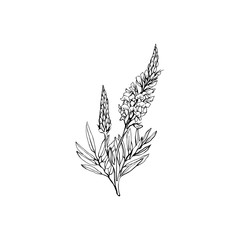 Esparcet blossom hand drawn vector illustration. Summer honey plant black and white freehand sketch. Blooming Astragalus Onobrychis engraved wildflower. outline. Banner design element