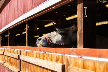 Cow at State Fair