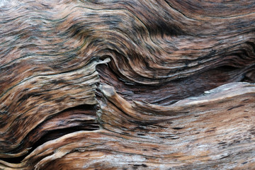 Treibholz, Holzstrukturen, Texturen, entstanden durch Salzwasser, Wind, sonne und Brandung