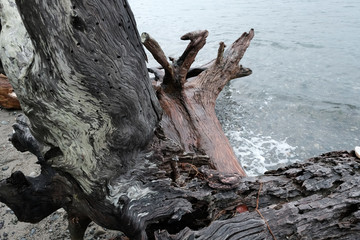 Treibholz Baumstämme an der Küste