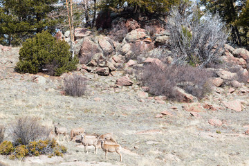 Herd of Mule Deer in the Sun