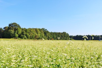 秋　風景　空　そばの花　杤木