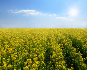 Obraz premium Beautiful landscape with yellow rape, rapeseed or canola field.