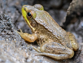 Green Frog in pond at Lord Stirling Park, Basking Ridge New Jersey, USA