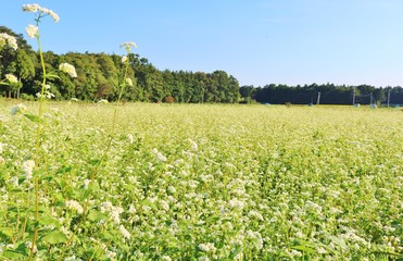 秋　風景　空　そばの花　杤木