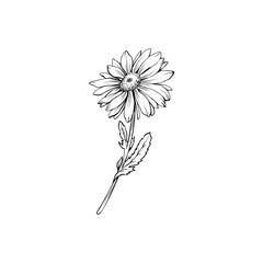 Daisy flower with bud freehand vector illustration. German chamomile, Matricaria chamomilla monochrome outline. Honey plant, wild flower engraving. Homeopathic herb, wildflower with name drawing