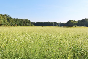 秋　風景　空　そばの花　杤木