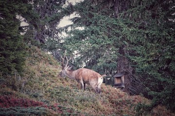  grazing red deer in the mountain in autumn