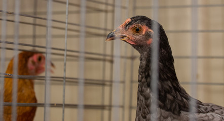 Chicken at State Fair