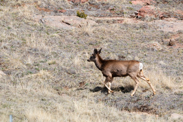 Herd of Mule Deer in the Sun