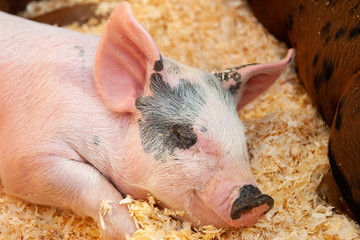 Piglet at State Fair