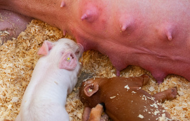 Piglet at State Fair