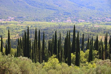 Croatia cypress landscape