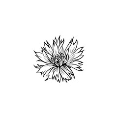 Cornflower black ink vector illustration. Summer meadow flower, honey plant with name engraved sketch. Common knapweed outline. Centaurea nigra botanical black and white drawing with inscription