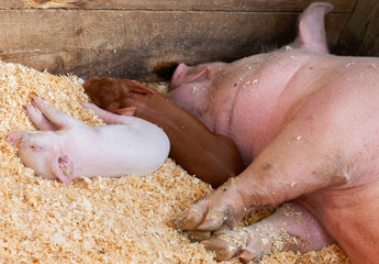 Piglet at State Fair