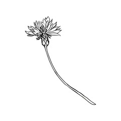Cornflower black ink vector illustration. Summer meadow flower, honey plant with name engraved sketch. Common knapweed outline. Centaurea nigra botanical black and white drawing with inscription - obrazy, fototapety, plakaty